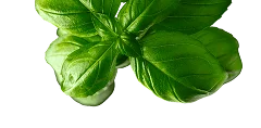 Средиземноморская кухня